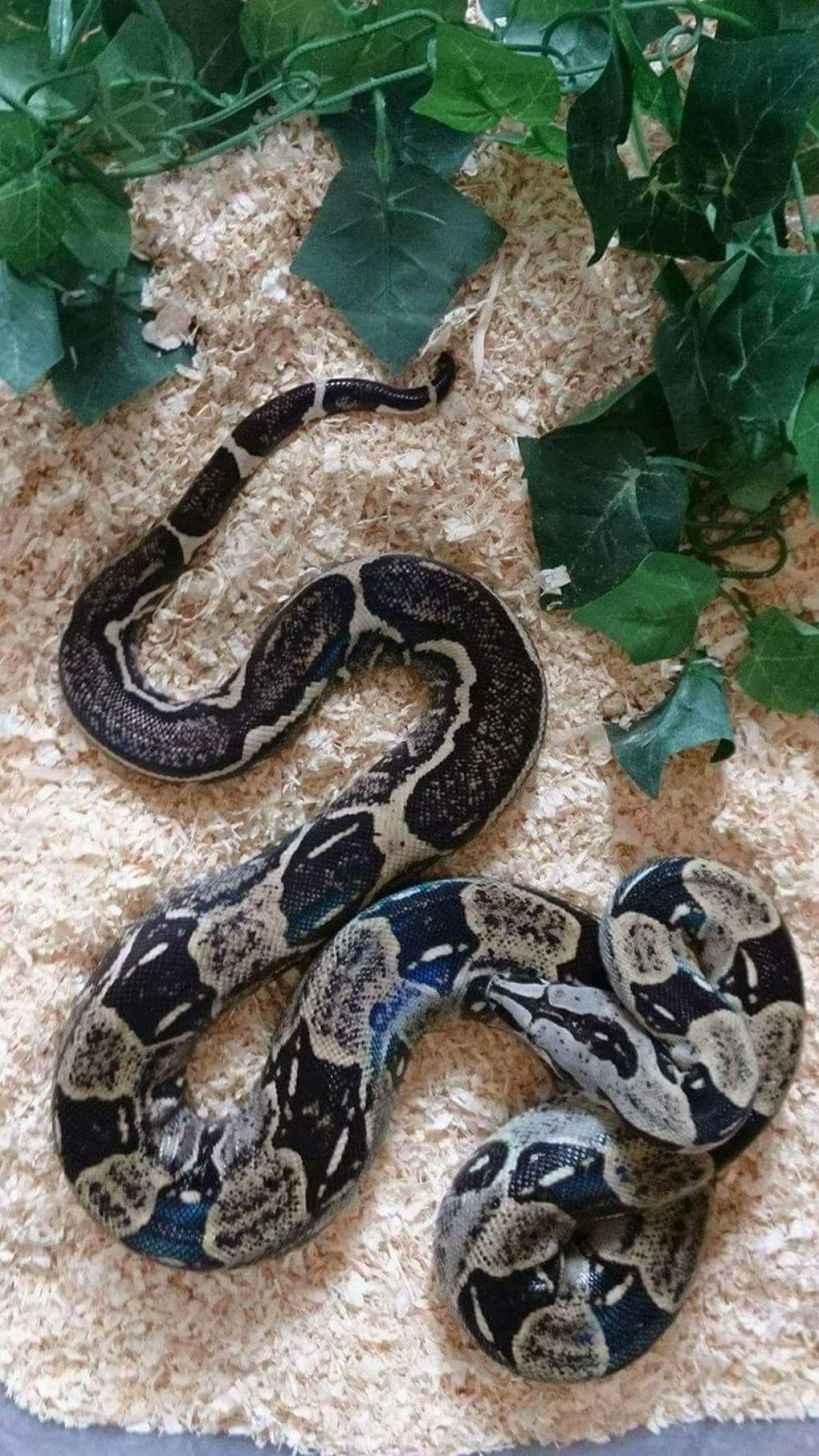 Boa constrictor Imperator - Verkaufe / Sell - Deutschland