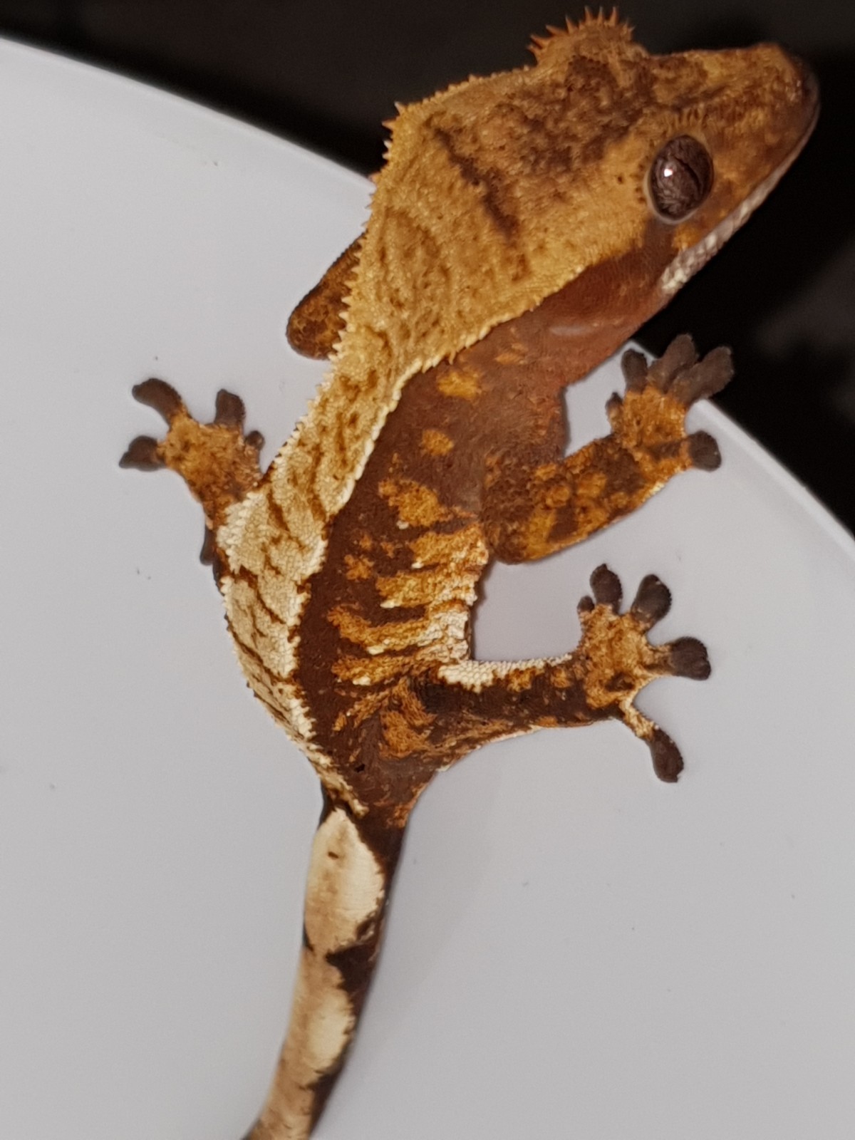 Kronengecko Männchen abzugeben - Geckos - Deutschland