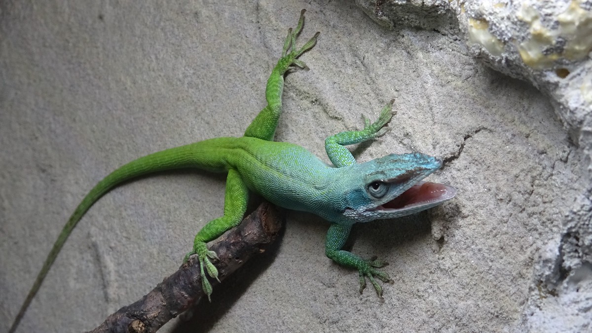 Anolis allisoni - Anolis - Deutschland - Reptilienserver Kleinanzeigen