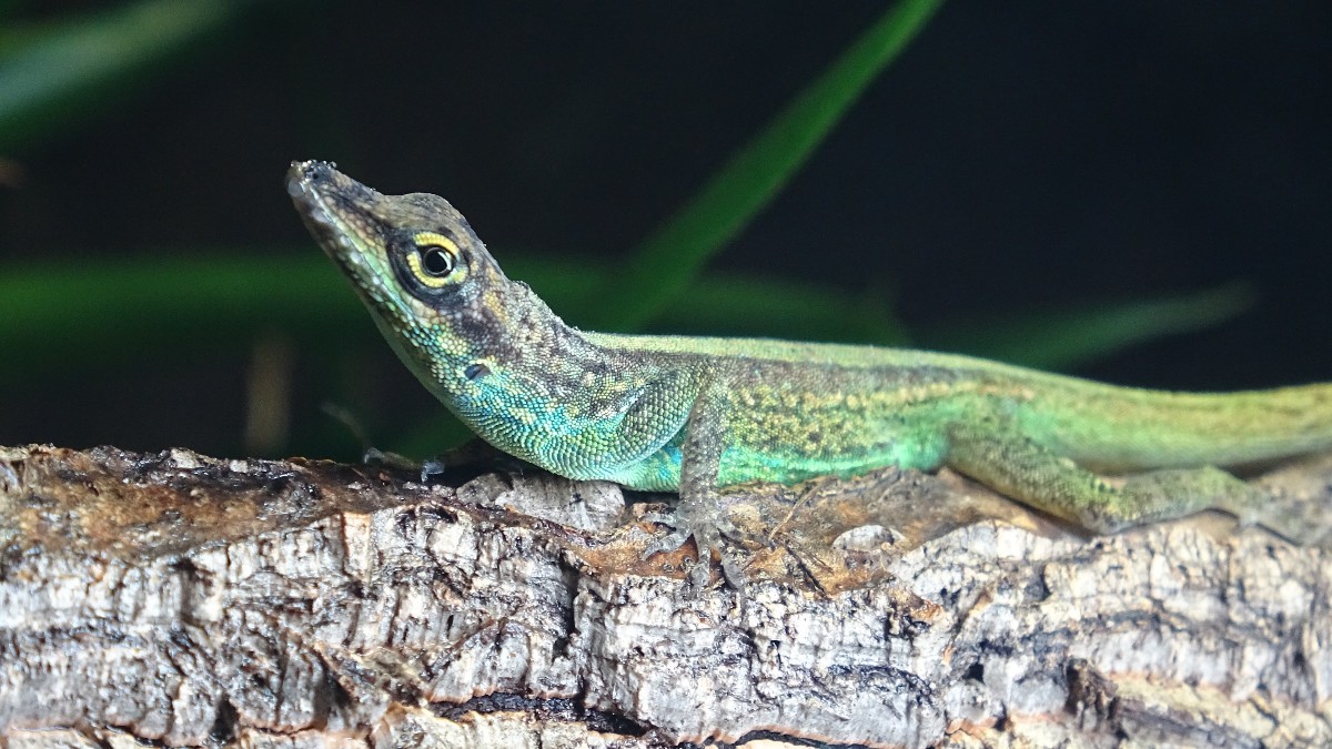 Anolis roquet summus - Anolis - Deutschland - Reptilienserver