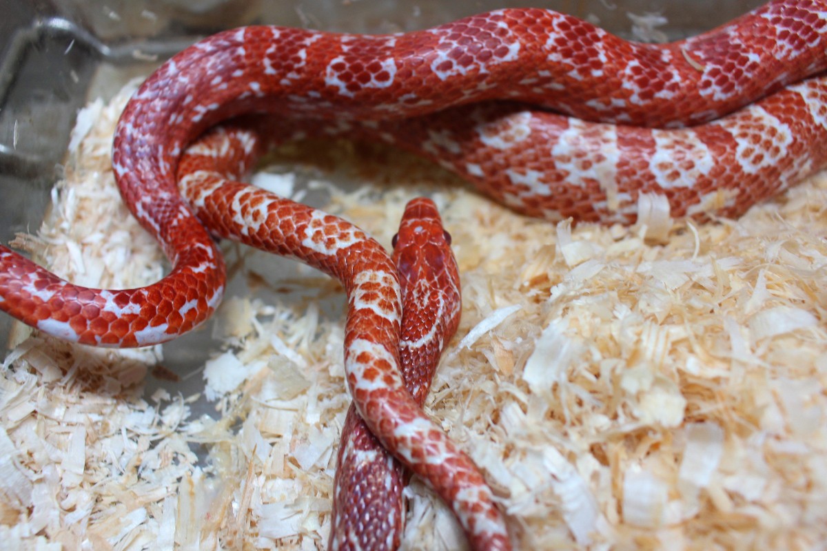 1 1 Fluorescent Red Kornnattern Abzugeben Schlangen Ungiftig