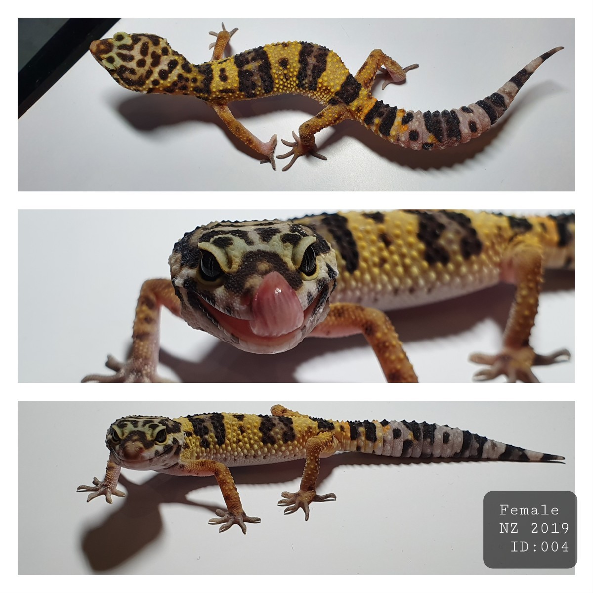 Leopardgeckos - Verkaufe / Sell - Deutschland ...