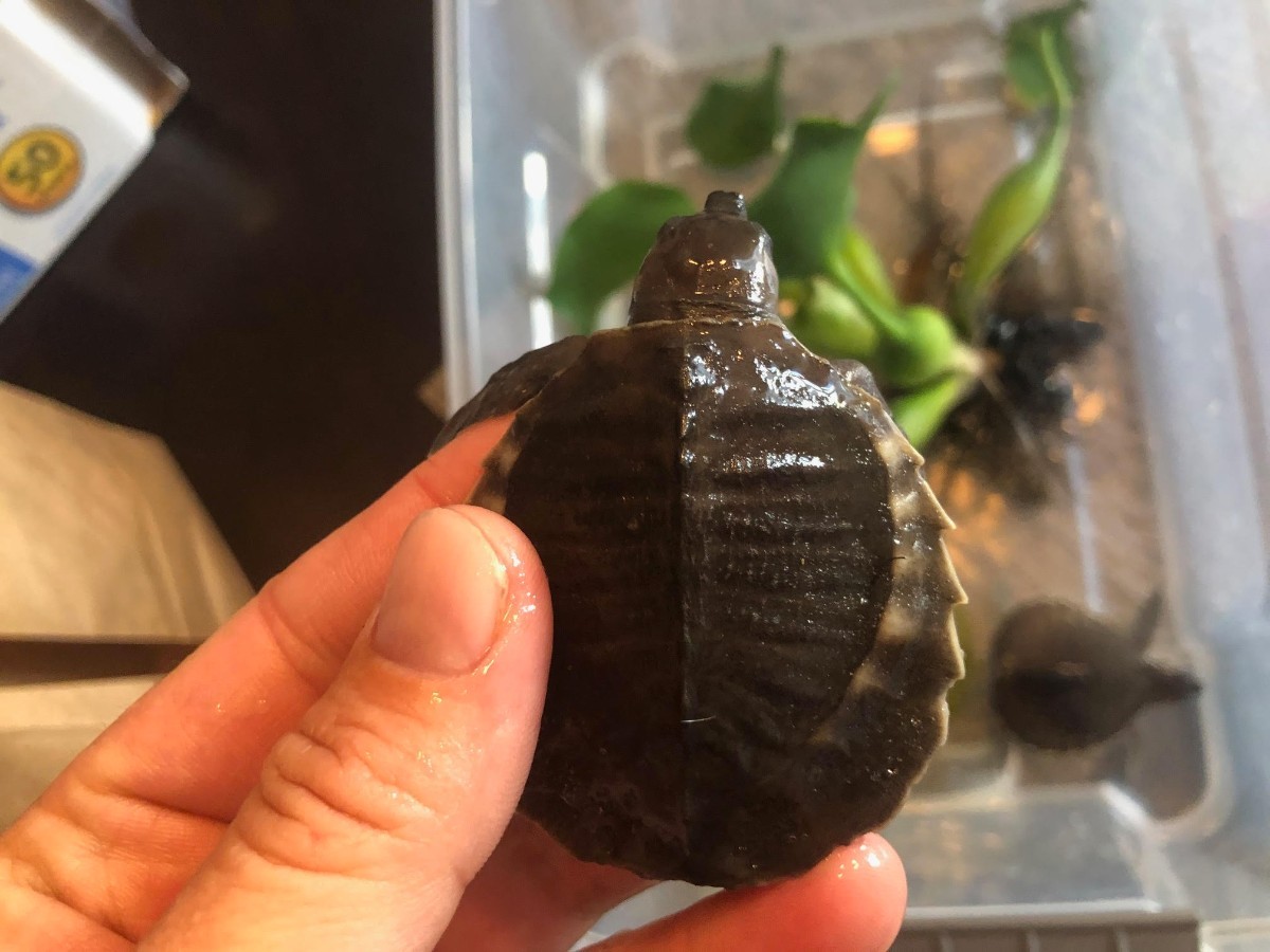 Fly River Turtle For Sale 2020 - File:Carettochelys insculpta LA zoo.jpg - Wikimedia Commons / Only a few species of water turtle for sale will be brackish or salt, and they will mainly be terrapins for sale.