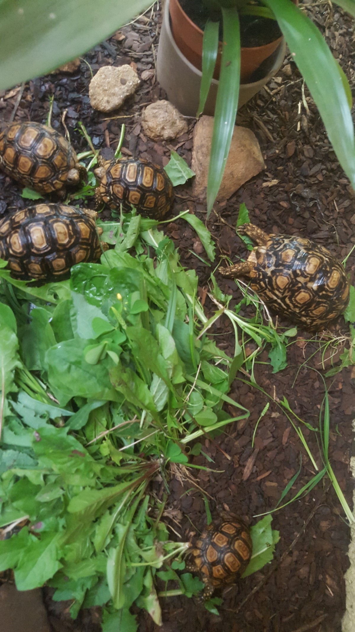 Pantherschildkröten - Schildkröten - Deutschland ...