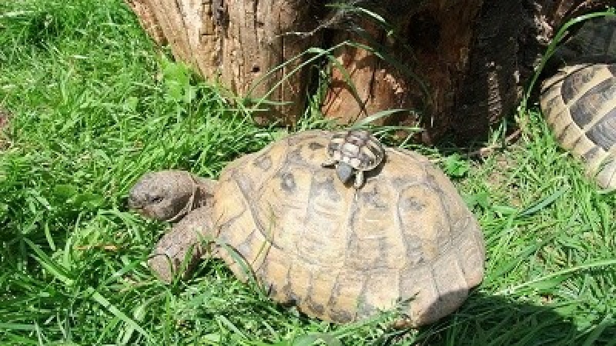 Griechische Landschildkröte - Testudo hermanni boettgerie